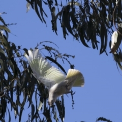 Cacatua sanguinea at Higgins, ACT - 14 Aug 2017