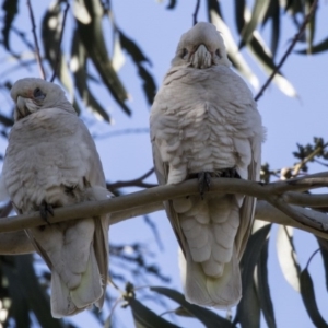 Cacatua sanguinea at Higgins, ACT - 14 Aug 2017 01:37 PM