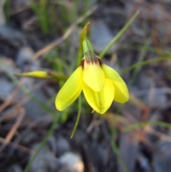 Diuris chryseopsis (Golden Moth) at Belconnen, ACT - 14 Sep 2015 by CathB