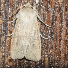 Mythimna (Pseudaletia) convecta at Higgins, ACT - 14 Aug 2017