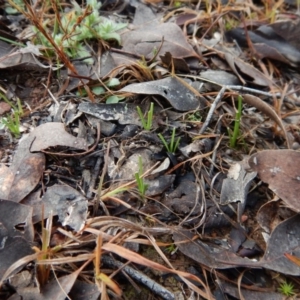 Diuris chryseopsis at Belconnen, ACT - suppressed