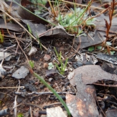 Diuris chryseopsis at Belconnen, ACT - 1 Aug 2017