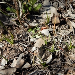 Diuris chryseopsis at Belconnen, ACT - 10 Sep 2017