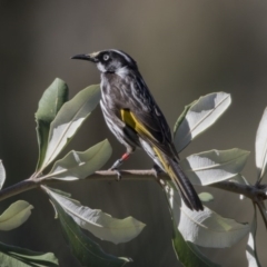 Phylidonyris novaehollandiae (New Holland Honeyeater) at Canberra Central, ACT - 19 Aug 2017 by Alison Milton