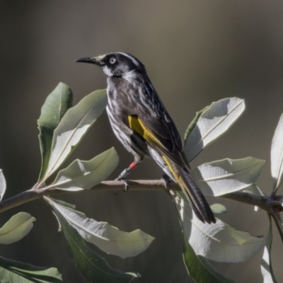 Phylidonyris novaehollandiae (New Holland Honeyeater) at ANBG - 19 Aug 2017 by Alison Milton