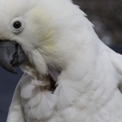 Cacatua galerita (Sulphur-crested Cockatoo) at Higgins, ACT - 21 Aug 2017 by AlisonMilton