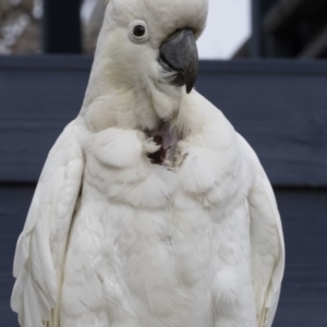 Cacatua galerita at Higgins, ACT - 21 Aug 2017 09:10 AM