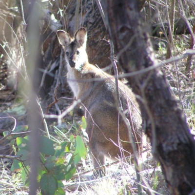 Notamacropus rufogriseus (Red-necked Wallaby) at Chifley, ACT - 9 Sep 2017 by MatthewFrawley