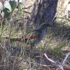 Ptilonorhynchus violaceus (Satin Bowerbird) at Kambah, ACT - 9 Sep 2017 by MatthewFrawley