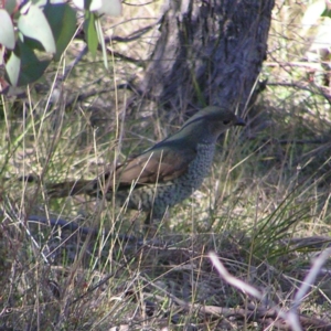 Ptilonorhynchus violaceus at Kambah, ACT - 9 Sep 2017 10:32 AM