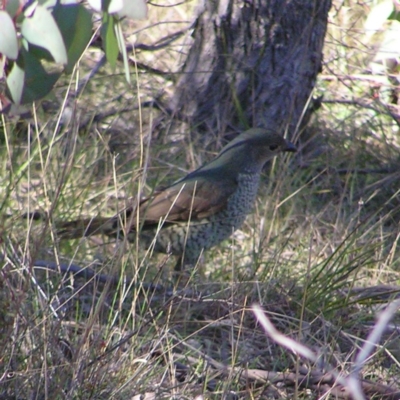 Ptilonorhynchus violaceus (Satin Bowerbird) at Mount Taylor - 9 Sep 2017 by MatthewFrawley