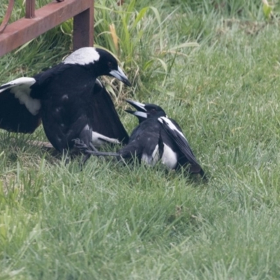 Gymnorhina tibicen (Australian Magpie) at Higgins, ACT - 21 Aug 2017 by Alison Milton