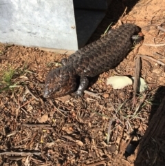 Tiliqua rugosa (Shingleback Lizard) at Gundaroo, NSW - 10 Sep 2017 by nada