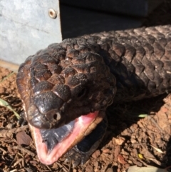 Tiliqua rugosa at Gundaroo, NSW - 10 Sep 2017 06:46 PM