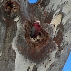 Eolophus roseicapilla (Galah) at Campbell, ACT - 10 Sep 2017 by nada