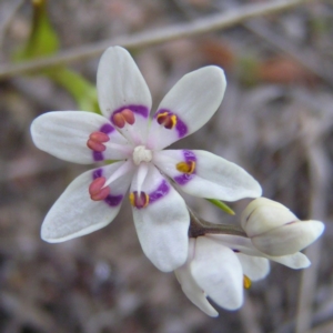 Wurmbea dioica subsp. dioica at Kambah, ACT - 9 Sep 2017