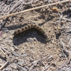 Apina callisto (Pasture Day Moth) at Scullin, ACT - 25 Aug 2017 by Alison Milton