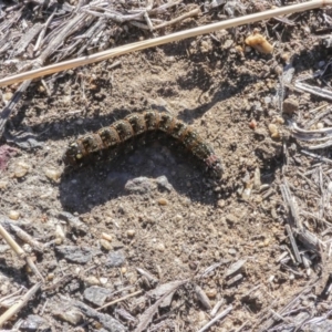 Apina callisto at Scullin, ACT - 25 Aug 2017