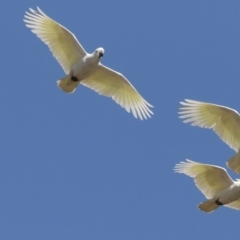 Cacatua galerita (Sulphur-crested Cockatoo) at Phillip, ACT - 9 Aug 2017 by Alison Milton