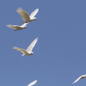 Cacatua galerita at Phillip, ACT - 9 Aug 2017 11:52 AM