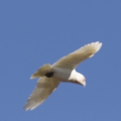 Cacatua tenuirostris (Long-billed Corella) at Phillip, ACT - 9 Aug 2017 by AlisonMilton