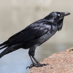 Corvus coronoides (Australian Raven) at Phillip, ACT - 9 Aug 2017 by AlisonMilton