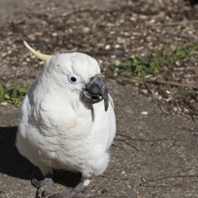 Cacatua galerita (Sulphur-crested Cockatoo) at Higgins, ACT - 1 Sep 2017 by Alison Milton