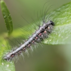 Anestia (genus) (A tiger moth) at Higgins, ACT - 7 Sep 2017 by AlisonMilton