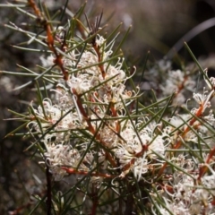 Hakea decurrens subsp. decurrens (Bushy Needlewood) at Bruce, ACT - 10 Sep 2017 by SallyandPeter