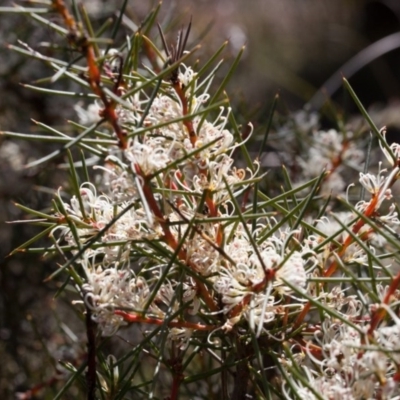 Hakea decurrens subsp. decurrens (Bushy Needlewood) at Black Mountain - 10 Sep 2017 by SallyandPeter