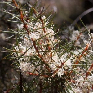 Hakea decurrens subsp. decurrens at Bruce, ACT - 10 Sep 2017