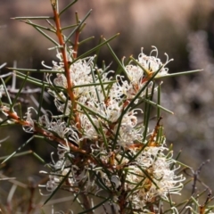 Hakea decurrens subsp. decurrens at Bruce, ACT - 10 Sep 2017