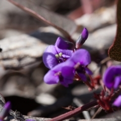 Hardenbergia violacea (False Sarsaparilla) at Black Mountain - 10 Sep 2017 by SallyandPeter