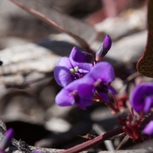 Hardenbergia violacea at Canberra Central, ACT - 10 Sep 2017 10:07 AM