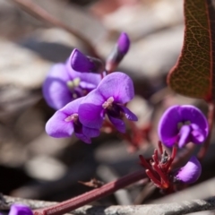 Hardenbergia violacea at Canberra Central, ACT - 10 Sep 2017