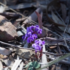 Hardenbergia violacea at Canberra Central, ACT - 10 Sep 2017 10:07 AM