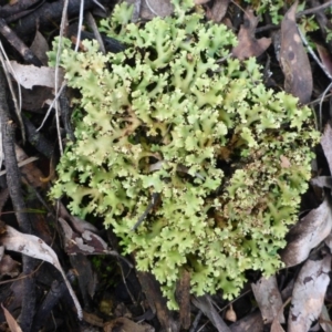 Cladia sp. (genus) at Bruce, ACT - 6 Sep 2017