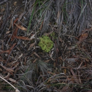 Cladia sp. (genus) at Bruce, ACT - 6 Sep 2017