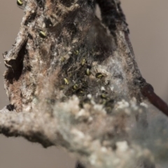 Hortophora sp. (genus) (Garden orb weaver) at Higgins, ACT - 9 Sep 2017 by AlisonMilton