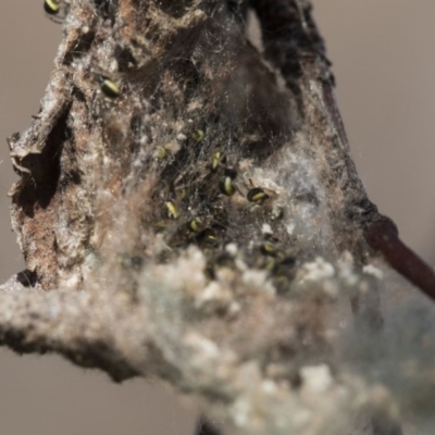 Hortophora sp. (genus) (Garden orb weaver) at Higgins, ACT - 9 Sep 2017 by AlisonMilton