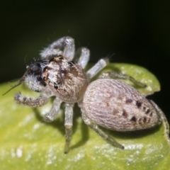 Opisthoncus grassator (Jumping spider) at Higgins, ACT - 10 Sep 2017 by AlisonMilton