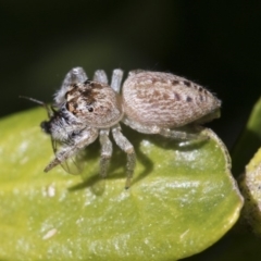 Opisthoncus grassator at Higgins, ACT - 10 Sep 2017 10:53 AM