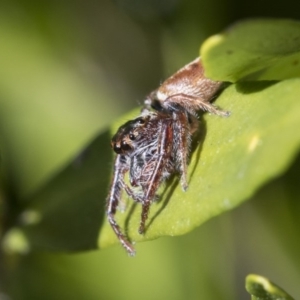 Salticidae (family) at Higgins, ACT - 10 Sep 2017 09:35 AM