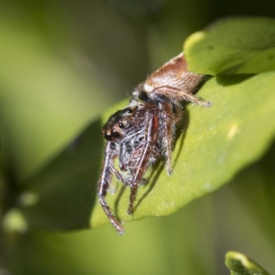 Salticidae (family) (Unidentified Jumping spider) at Higgins, ACT - 9 Sep 2017 by Alison Milton