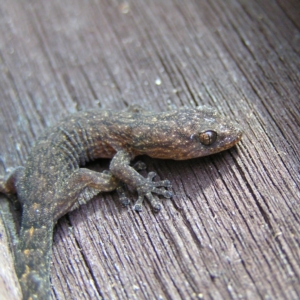 Christinus marmoratus at Kambah, ACT - 10 Sep 2017 11:57 AM