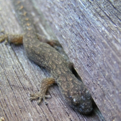 Christinus marmoratus at Kambah, ACT - 10 Sep 2017 11:57 AM