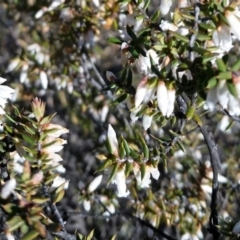 Styphelia fletcheri subsp. brevisepala at Wanniassa, ACT - 10 Sep 2017