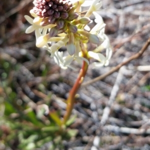 Stackhousia monogyna at Wanniassa, ACT - 10 Sep 2017