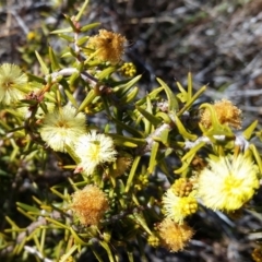 Acacia ulicifolia (Prickly Moses) at Wanniassa, ACT - 10 Sep 2017 by galah681