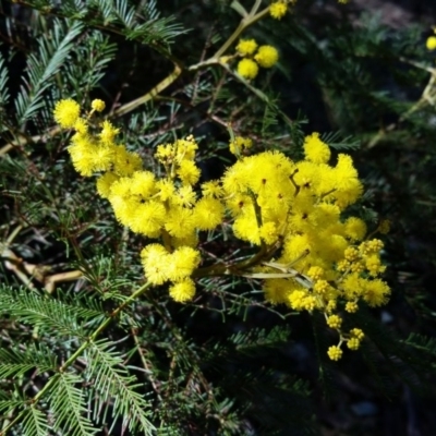 Acacia decurrens (Green Wattle) at Farrer Ridge - 10 Sep 2017 by galah681